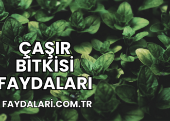 Çaşır Bitkisi Faydaları