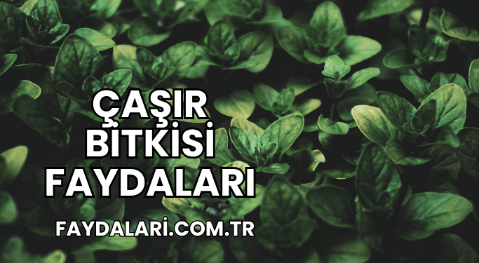 Çaşır Bitkisi Faydaları