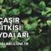 Çaşır Bitkisi Faydaları