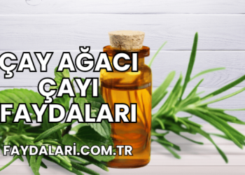 Çay Ağacı Çayı Faydaları