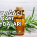 Çay Ağacı Çayı Faydaları