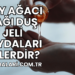 Çay Ağacı Yağı Duş Jeli Faydaları Nelerdir?