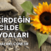 Çekirdeğin Cilde Faydaları
