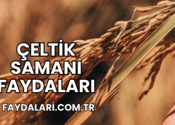 Çeltik Samanı Faydaları