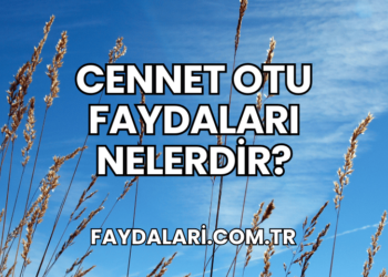 Cennet Otu Faydaları Nelerdir?