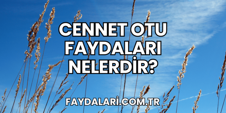 Cennet Otu Faydaları Nelerdir?
