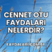 Cennet Otu Faydaları Nelerdir?