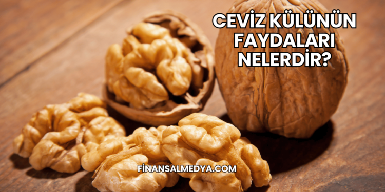 Ceviz Külünün Faydaları Nelerdir?