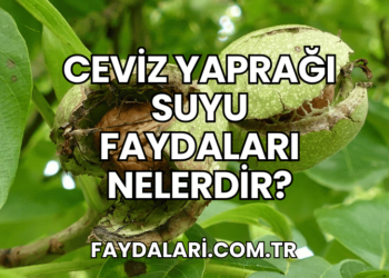 Ceviz Yaprağı Suyu Faydaları Nelerdir?