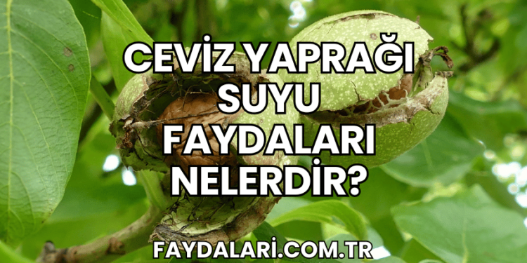 Ceviz Yaprağı Suyu Faydaları Nelerdir?