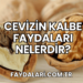 Cevizin Kalbe Faydaları Nelerdir?