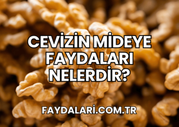Cevizin Mideye Faydaları Nelerdir?