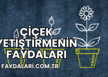 Çiçek Yetiştirmenin Faydaları
