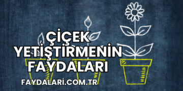Çiçek Yetiştirmenin Faydaları