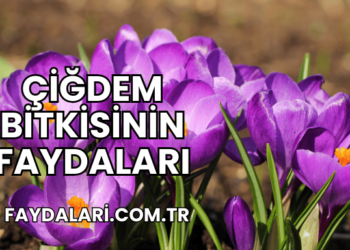 Çiğdem Bitkisinin Faydaları