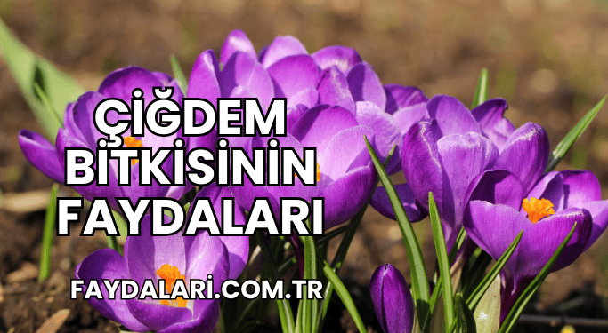 Çiğdem Bitkisinin Faydaları