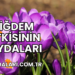 Çiğdem Bitkisinin Faydaları