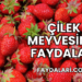 Çilek Meyvesinin Faydaları