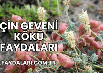 Çin Geveni Kökü Faydaları