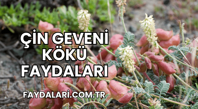 Çin Geveni Kökü Faydaları