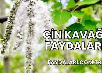 Çin Kavağı Faydaları