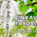 Çin Kavağı Faydaları
