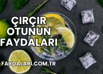 Çırçır Otunun Faydaları
