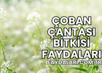 Çoban Çantası Bitkisi Faydaları