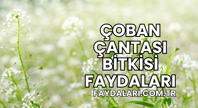 Çoban Çantası Bitkisi Faydaları