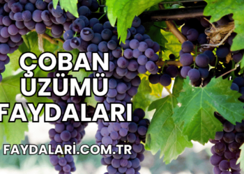Çoban Üzümü Faydaları