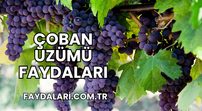 Çoban Üzümü Faydaları