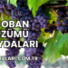 Çoban Üzümü Faydaları
