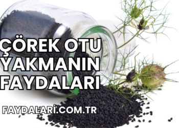 Çörek Otu Yakmanın Faydaları