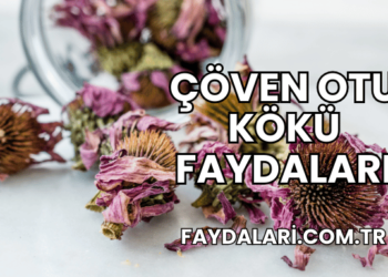 Çöven Otu Kökü Faydaları