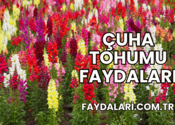 Çuha Tohumu Faydaları