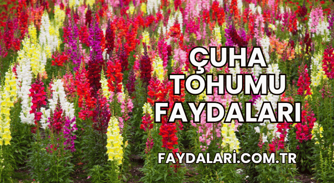 Çuha Tohumu Faydaları