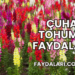 Çuha Tohumu Faydaları