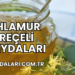 Ihlamur Reçeli Faydaları