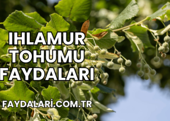 Ihlamur Tohumu Faydaları