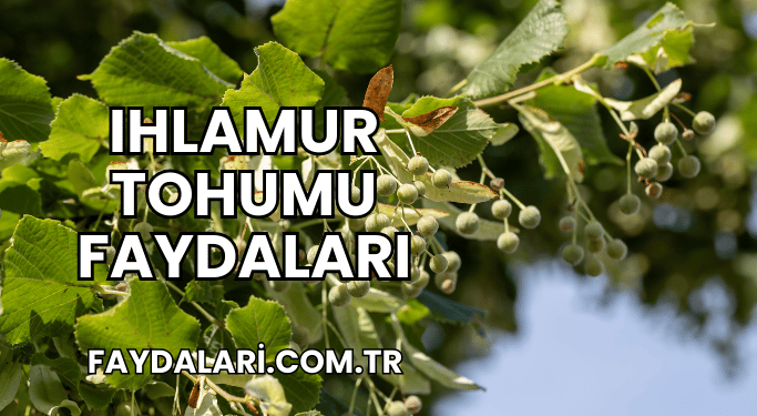 Ihlamur Tohumu Faydaları