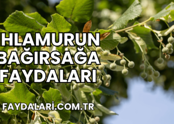 Ihlamurun Bağırsağa Faydaları