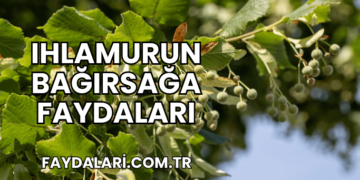Ihlamurun Bağırsağa Faydaları