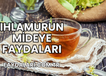 Ihlamurun Mideye Faydaları