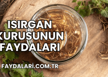 Isırgan Kurusunun Faydaları