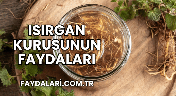 Isırgan Kurusunun Faydaları