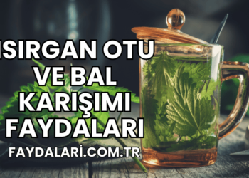 Isırgan Otu ve Bal Karışımı Faydaları
