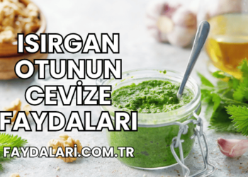 Isırgan Otunun Cevize Faydaları