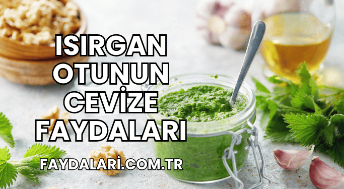 Isırgan Otunun Cevize Faydaları