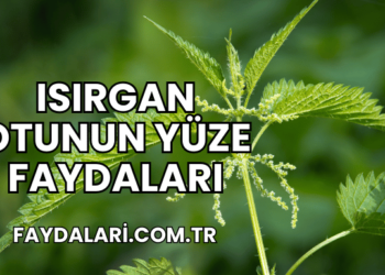 Isırgan Otunun Yüze Faydaları