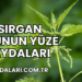 Isırgan Otunun Yüze Faydaları